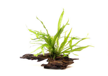 Produktbild von Microsorum pteropus 16 x 6 x 20 Centimeter Wurzel