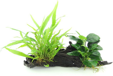Produktbild von Microsorum pteropus und Anubias nana Wurzel