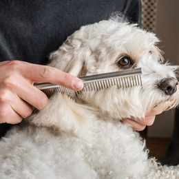 Mikkie Doodle Kamm – Bild 1 von 5