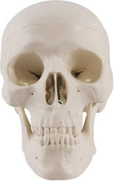 Produktbild von Mini Menschlicher Schädel Anatomisches Schädelmodell mit Abnehmbarer Schädeldecke und Vollständigem Satz für Schulunterricht Interessante Halloween Piraten-Themen Dekorationsmodell, weiß