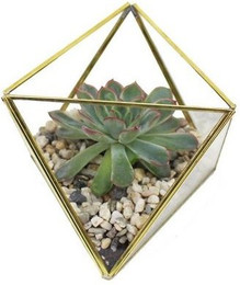 Produktbild von mitienda Geometrisches Terrarium aus Glas Dreieck