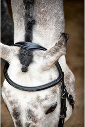 Produktbild von Montar Reittrense Hunter aus veganem Leder