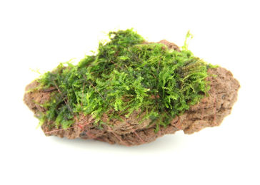 Produktbild von Moosstein 7 x 4 x 5 Centimeter