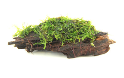 Produktbild von Mooswurzel 10 x 3 x 4 Centimeter