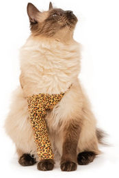 MPS Vorderbeinmanschette Katze - Rot - XS – Bild 1 von 5