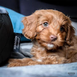 Produktbild von Madison Hundebett Velours Grau Größe S