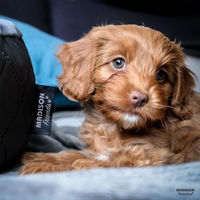 Produktbild von Madison Hundebett Velours Grau Größe S