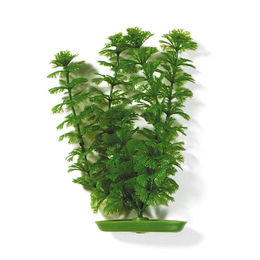 Produktbild von Marina Aquariumpflanze Ambulia für Aquascaping 38 cm