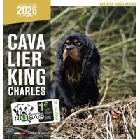Produktbild von Martin Sellier Kalender Cavalier King Charles Spaniel