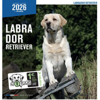 Produktbild von Martin Sellier Kalender Labrador