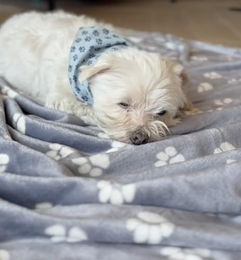 Produktbild von MATE FOR DOGS Kuscheldecke für Hunde mit Hundepfoten-Muster in Grau-Anthrazit 150x190 cm
