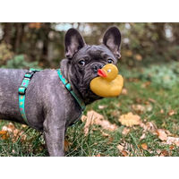 Produktbild von Max & Molly Hundegeschirr H-Form aus Neopren XS Türkis wasserabweisend