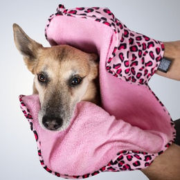 Max & Molly Hundehandtuch Leopard Pink – Bild 1 von 2