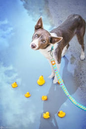 Max & Molly Kurzführer Ducklings XS Bunt aus Neopren wasserabweisend – Bild 1 von 2