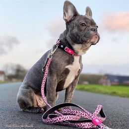 Max & Molly Kurzleine Urban Pets aus Neopren Rosa Größe S – Bild 1 von 3