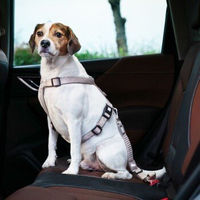 Produktbild von Max & Molly Urban Pets Hunde Autosicherheitsgurt Matrix 2.0 Beige Sand