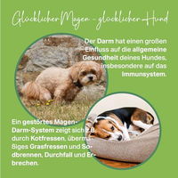 Produktbild von MEDIDOG Probio Vitaltrunk Probiotika für Hunde zur Unterstützung der Magen-Darm-Verdauung 250 ml - 250 ml