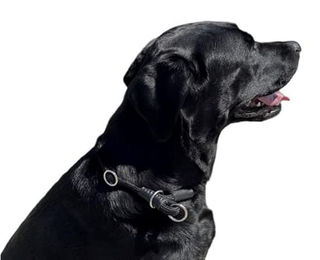 MediMuc Erziehungshalsband für Hunde aus Nylon in Schwarz Größe S 45cm wasserabweisend - 45 cm – Bild 1 von 3