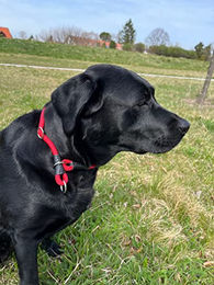 Produktbild von MediMuc Soft Cord Erziehungshalsband für Hunde aus Nylon in Grün mit Zugbegrenzung XS 40cm - 40 cm