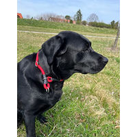 Produktbild von MediMuc Soft Cord Erziehungshalsband für Hunde aus Nylon in Grün mit Zugbegrenzung XS 40cm - 40 cm