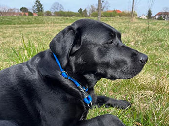 MediMuc Soft Cord Hundehalsband mit Zugbegrenzung aus Nylon in Braun XS 40cm wetterfest und robust – Bild 1 von 3