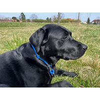 Produktbild von MediMuc Soft Cord Hundehalsband mit Zugbegrenzung aus Nylon in Braun XS 40cm wetterfest und robust