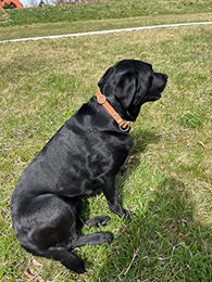 Produktbild von MediMuc Zugstopp Hundehalsband aus Leder in Schwarz Größe L 55cm wasserabweisend - 55 cm