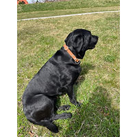 Produktbild von MediMuc Zugstopp Hundehalsband aus Leder in Schwarz Größe L 55cm wasserabweisend - 55 cm