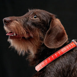 MeLiTec LED Hundehalsband Mini Rot Größe XS – Bild 1 von 2