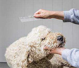 Mikki Edelstahlkamm für Hunde und Welpen in Blau – Bild 1 von 9