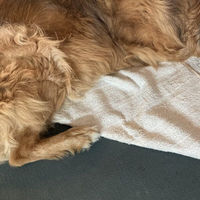 Produktbild von Mio Eco Hundetuch aus Baumwolle groß 70 x 140 cm mit hohem Recycling-Anteil