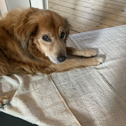 Mio Eco Hundetuch aus Baumwolle klein Zero Waste 50/100 cm – Bild 1 von 3