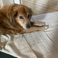 Produktbild von Mio Eco Hundetuch aus Baumwolle klein Zero Waste 50/100 cm