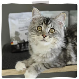 MjAMjAM Premium Katzen Nassfutter Pferd mit Stückchen in Sauce getreidefrei 6 x 400 g - 6 x 400 g – Bild 1 von 2