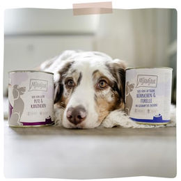 MjAMjAM Premium Nassfutter für Hunde Adult Lamm mit hohem Fleischanteil 6 x 800 g - 800 g – Bild 1 von 6