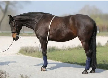 Produktbild von Monge Longierseil Beige für das Longe Reiten
