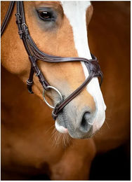 Produktbild von Montar Lyon Fig 8 Jumping ECO Reittrense aus veganem Leder für Vollblut Pferde