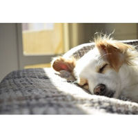 Produktbild von MOOIZA Pet Zen Beruhigungs-Leckerlis für Hunde mit Lamm, Johanniskraut und Baldrian, getreidefrei, 300g - 300 g