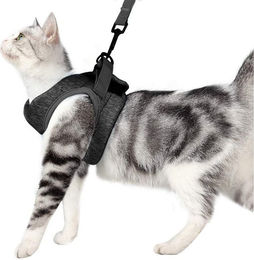 MOPUEA Katzen-Geschirr mit Leine verstellbar und ausbruchsicher für erwachsene Katzen – Bild 1 von 5