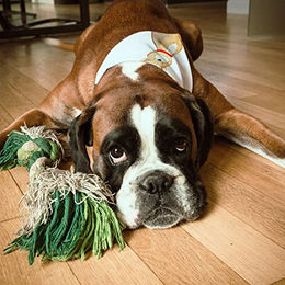 Mr. & Mrs. Panda Hund Halstuch Glück mit Herz Motiv Weiß aus Polyester – Bild 1 von 3
