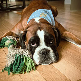 Produktbild von Mr. & Mrs. Panda Hundebandana Bären mit Blumenkranz Blau aus Polyester Größe L