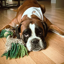 Mr. & Mrs. Panda Hundebandana Eule Frankreich La Vie Est Belle Halstuch aus Polyester Weiß Größe L – Bild 1 von 3