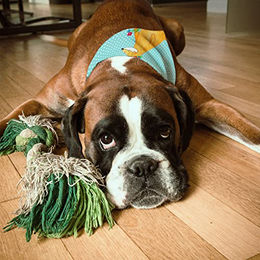 Mr. & Mrs. Panda Hundehalstuch Bandana Fuchs Blumen in Türkis und Bunt – Bild 1 von 4