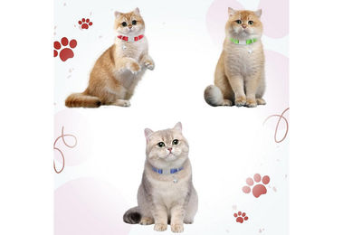 MuffiMau Katzen-Halsband Set aus Nylon mit Glöckchen und Reflektor verstellbar 21,5–28 cm für Katzen und kleine Hunde – Bild 1 von 3