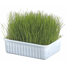 Produktbild von Nagergras Schale 100g