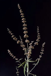 Produktbild von NATUSAT Mönchspfeffer - 500 g