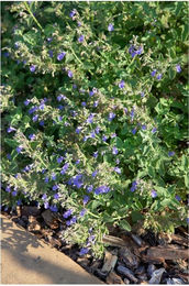 Produktbild von Nepeta cataria Katzenminze im Topf