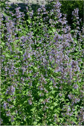Produktbild von Nepeta grandiflora 'Bramdean' Katzenminze