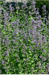 Produktbild von Nepeta grandiflora 'Pool Bank' Katzenminze