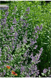 Produktbild von Nepeta grandiflora 'Zinser's Giant' Katzenminze